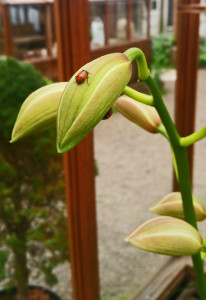lady bug and orchid bud
