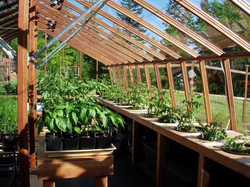 Interior of the large greenhouse with the stone base Interior of the large greenhouse with the stone base