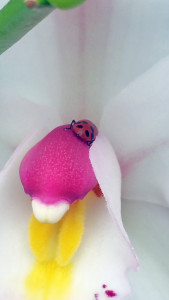 Ladybug butt and orchid 1